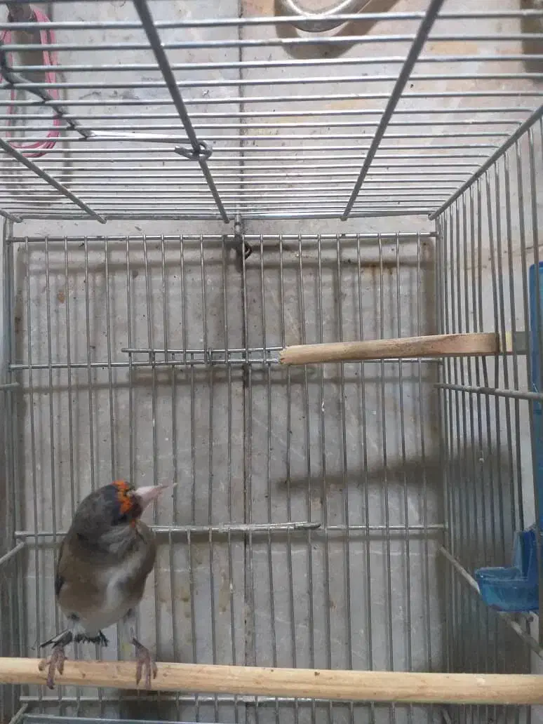 سهره|پرنده|تهران, جوادیه|دیوار