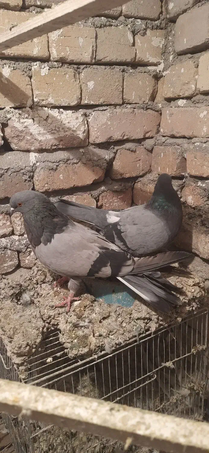 کبوتر|پرنده|بروجرد, |دیوار