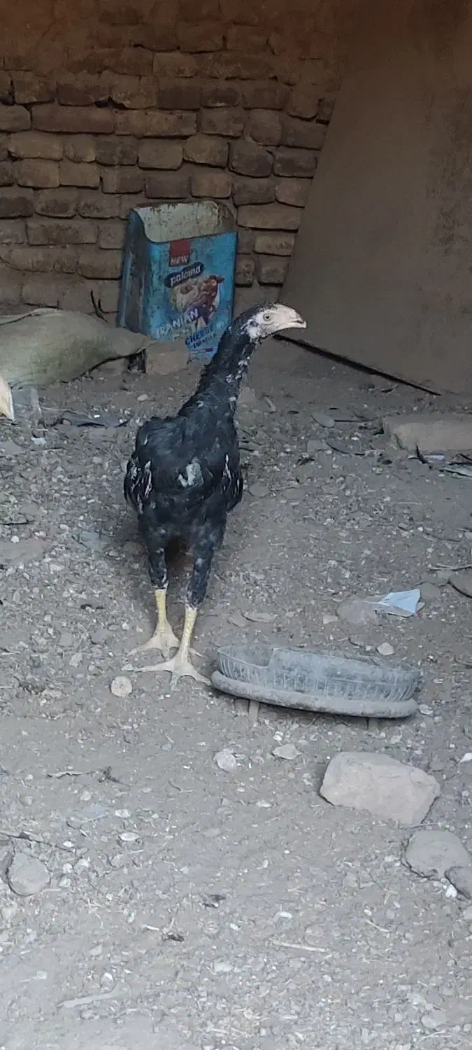 جوجه خروس لاری نوک طوطی چشم سفید فروشی|پرنده|قائن, |دیوار