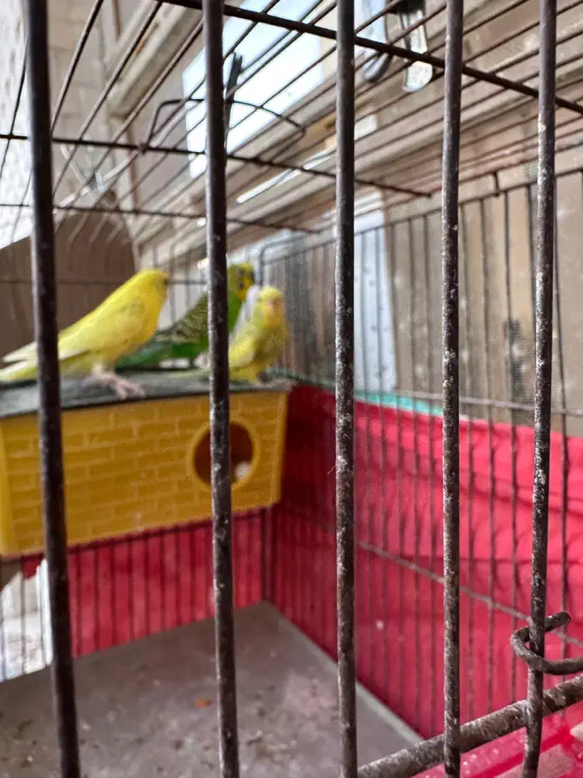 مرغ عشق دوجفت +یه بچه+تخم|پرنده|شیراز, شهرک مهرگان|دیوار