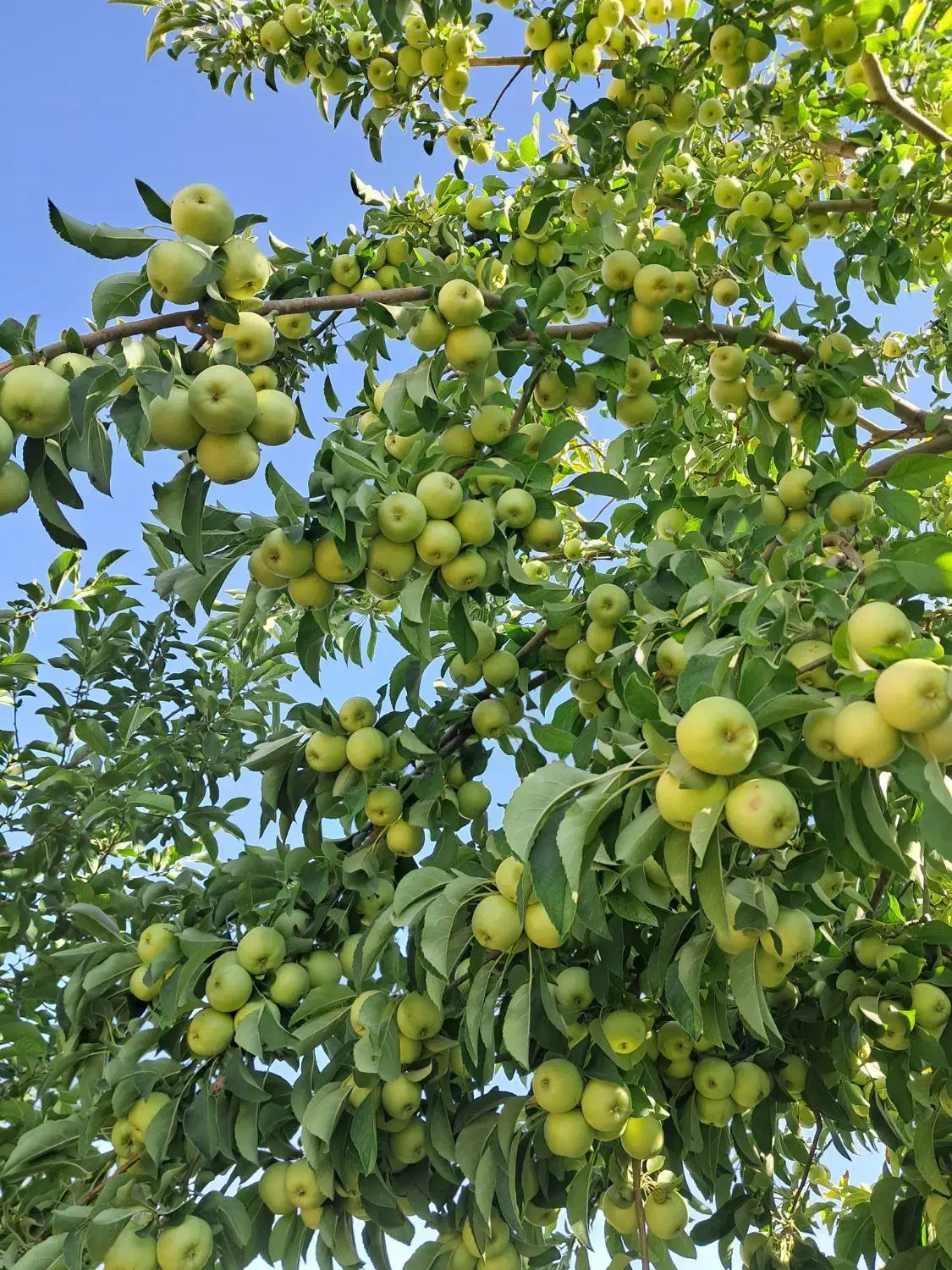 زمین گلخانه|فروش دفتر صنعتی، کشاورزی، تجاری|تیران, |دیوار