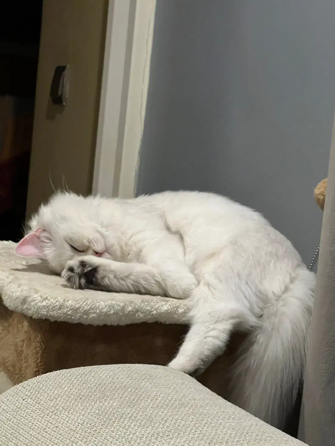 گربه بریتیش|گربه|تهران, شهرک غرب|دیوار