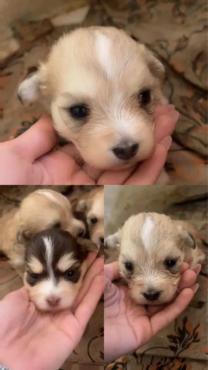 شیتزو|سگ|قشم, |دیوار