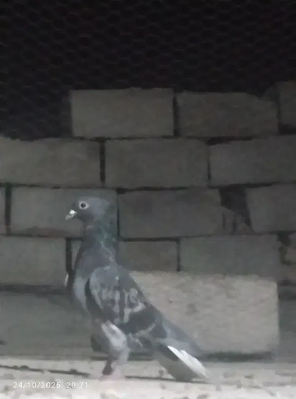 4عدد حیون فروشی|پرنده|تیمور آباد, |دیوار