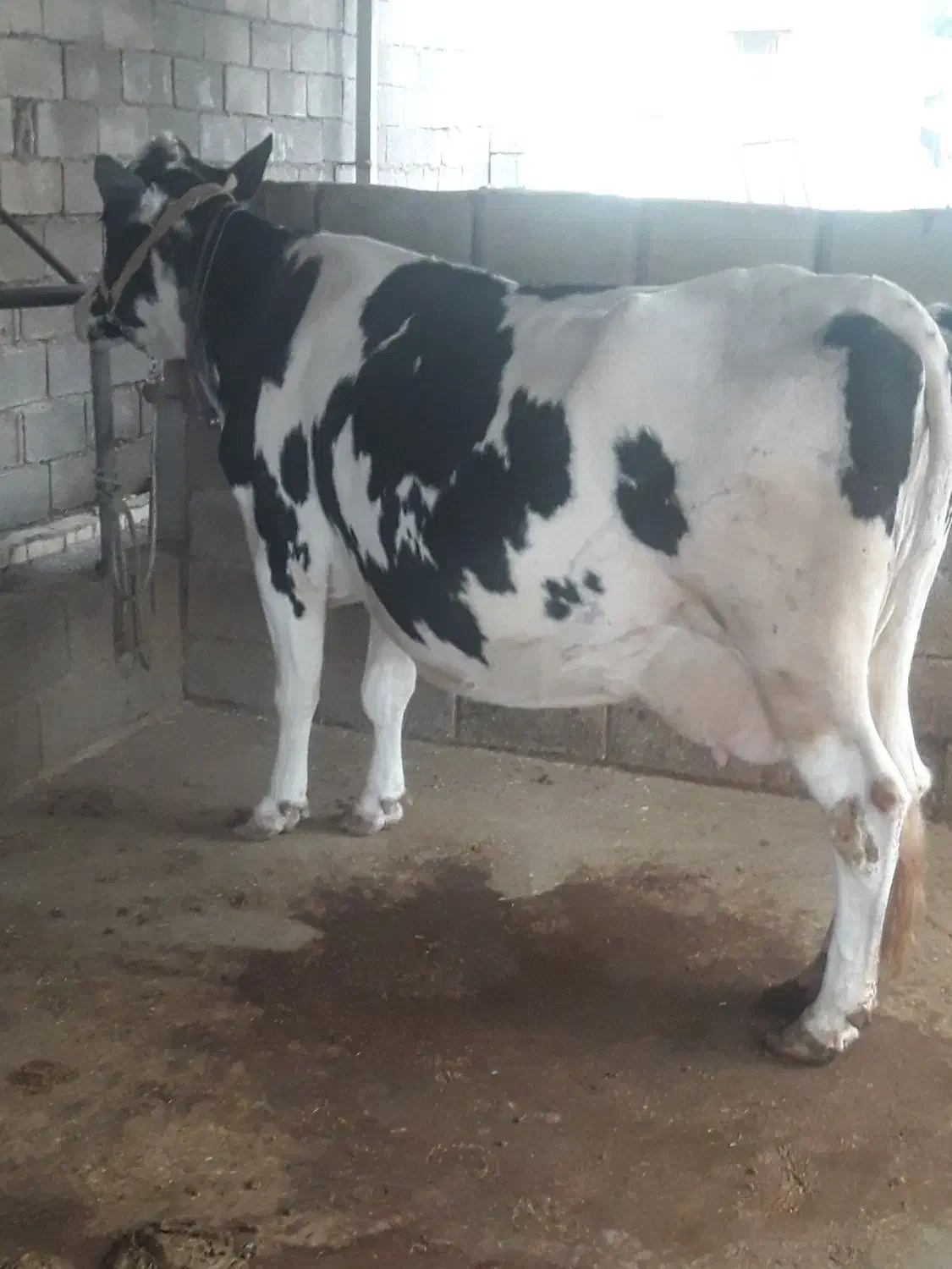 گاو شیری وگوساله ماده داشتی|حیوانات مزرعه|لالی, |دیوار