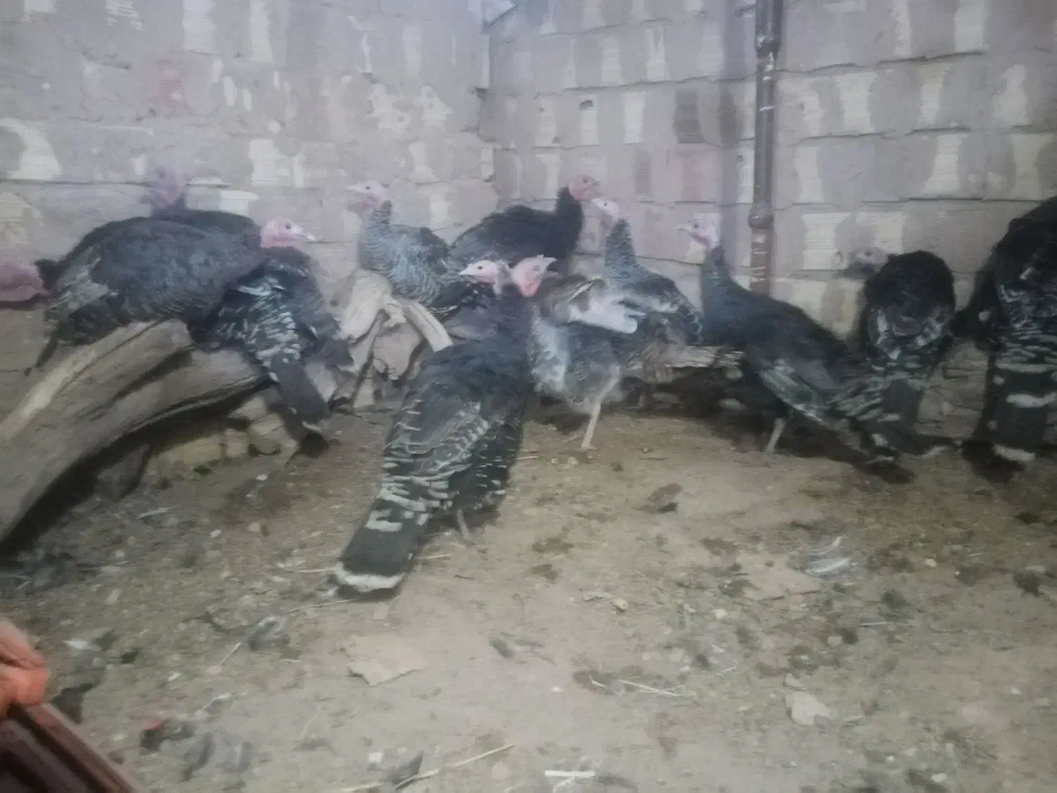 بوقلمون محلی|حیوانات مزرعه|سده (خراسان جنوبی), |دیوار