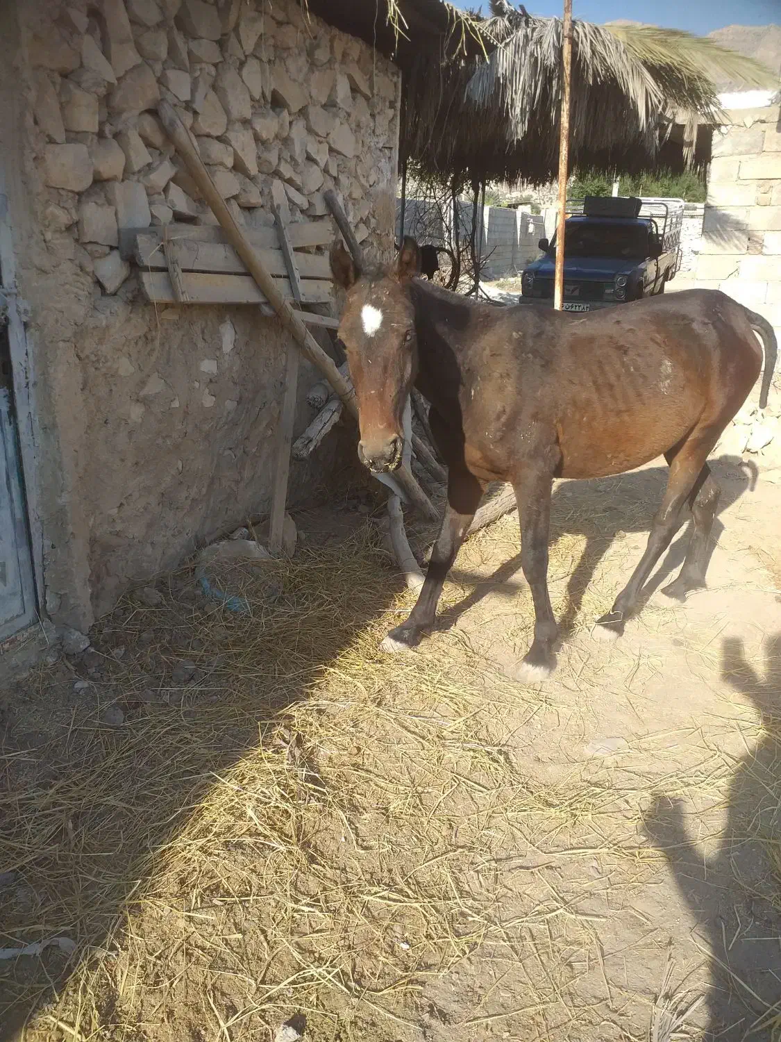 اسب نریان دو ساله|اسب و تجهیزات اسب‌سواری|جره و بالاده, |دیوار