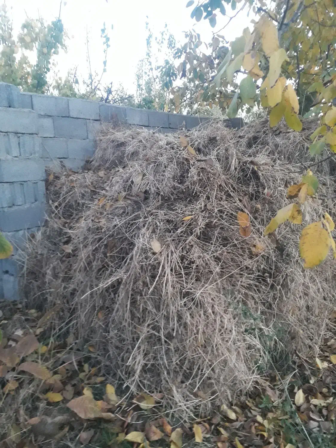 یونجه امسال|لوازم جانبی حیوانات|مرند, |دیوار