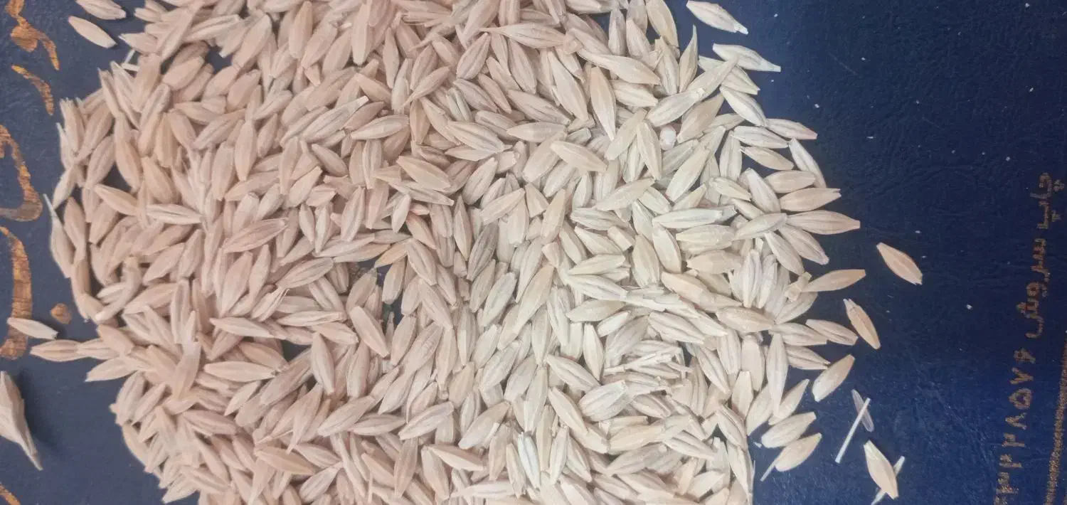 بذرجو|گل و گیاه طبیعی|بروجرد, |دیوار