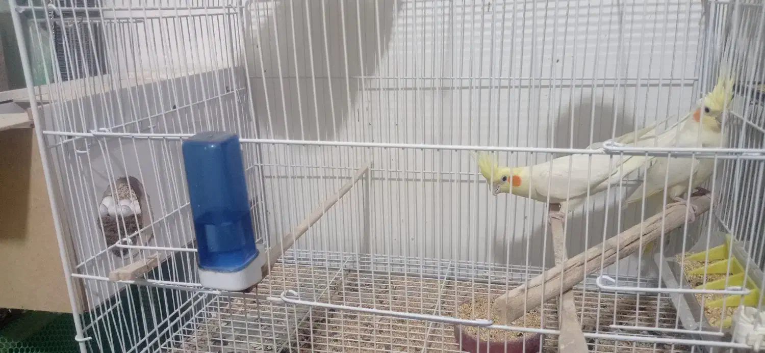 جفت عروس لوتینو|پرنده|سبزوار, کهنه آب|دیوار