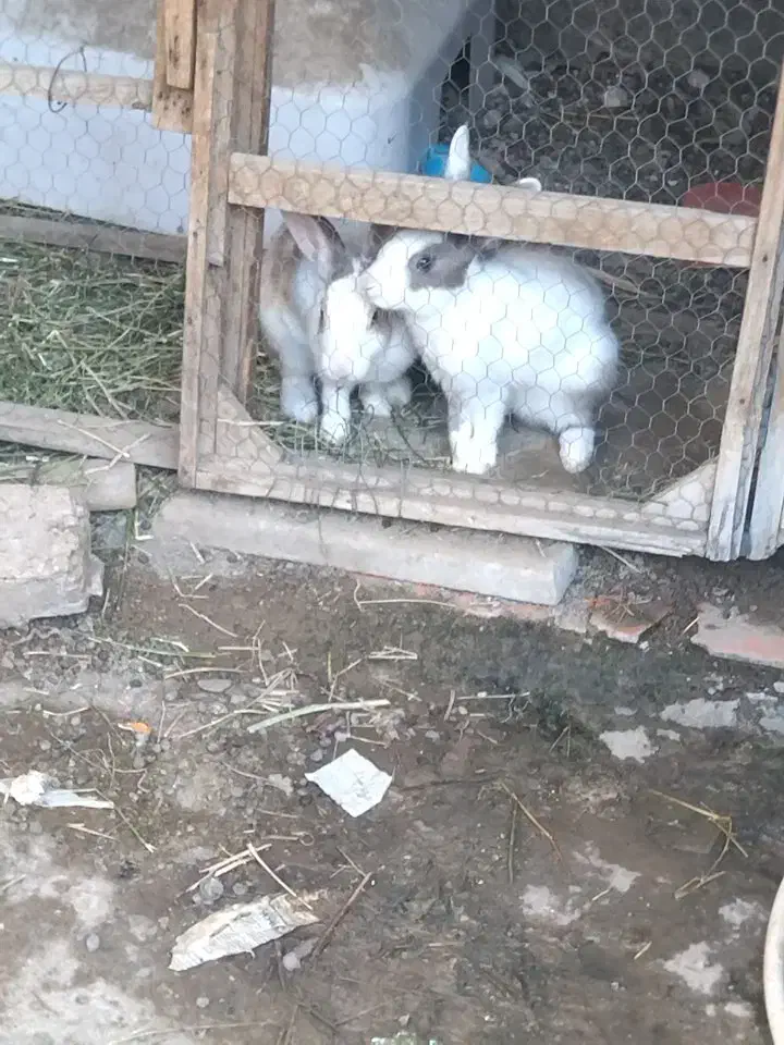 خرگوش نرو ماده باردار|موش و خرگوش|رضویه, |دیوار