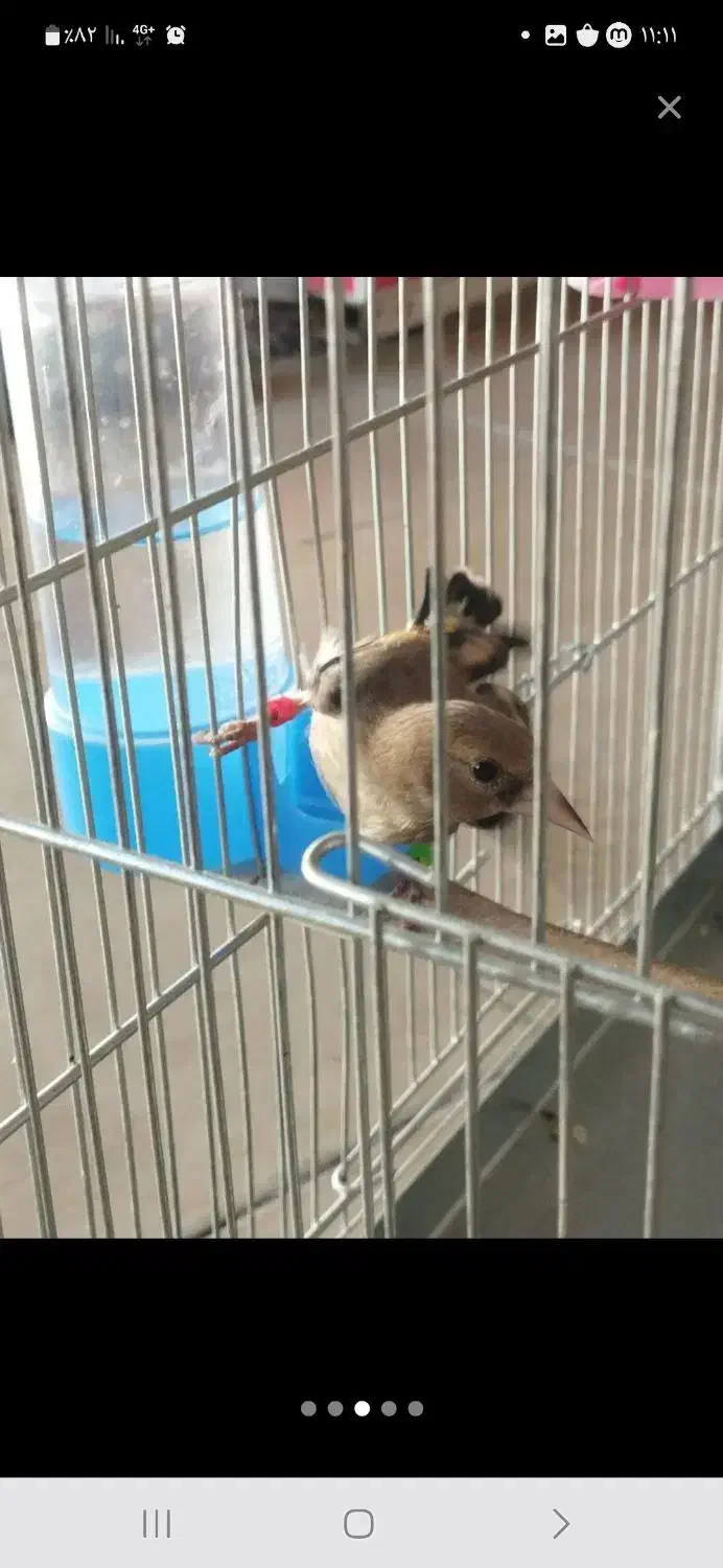 یک عدد سهره گم شده|پرنده|کهریزک, |دیوار