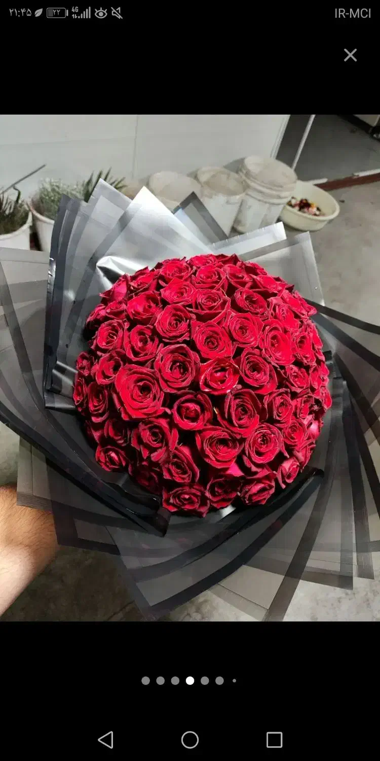 گل رز طبیعی|گل و گیاه طبیعی|مشهد, آزادشهر|دیوار