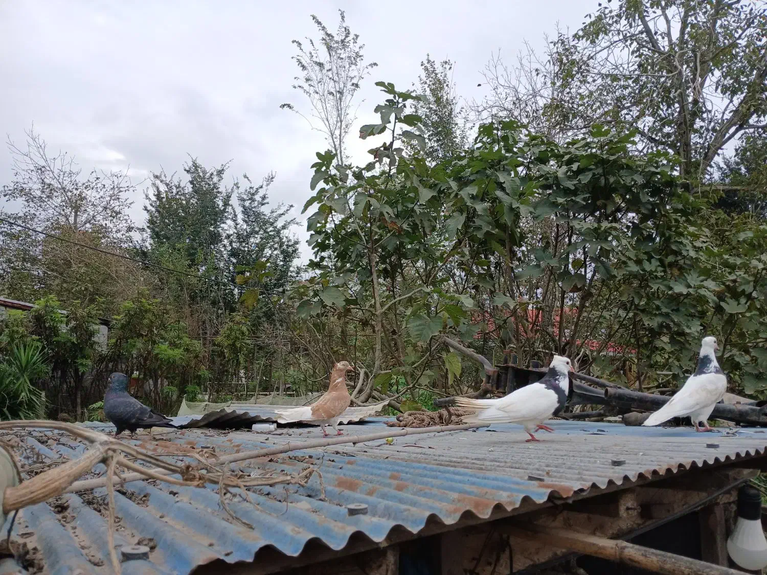 کبوتر طوقی|پرنده|سنگر, |دیوار