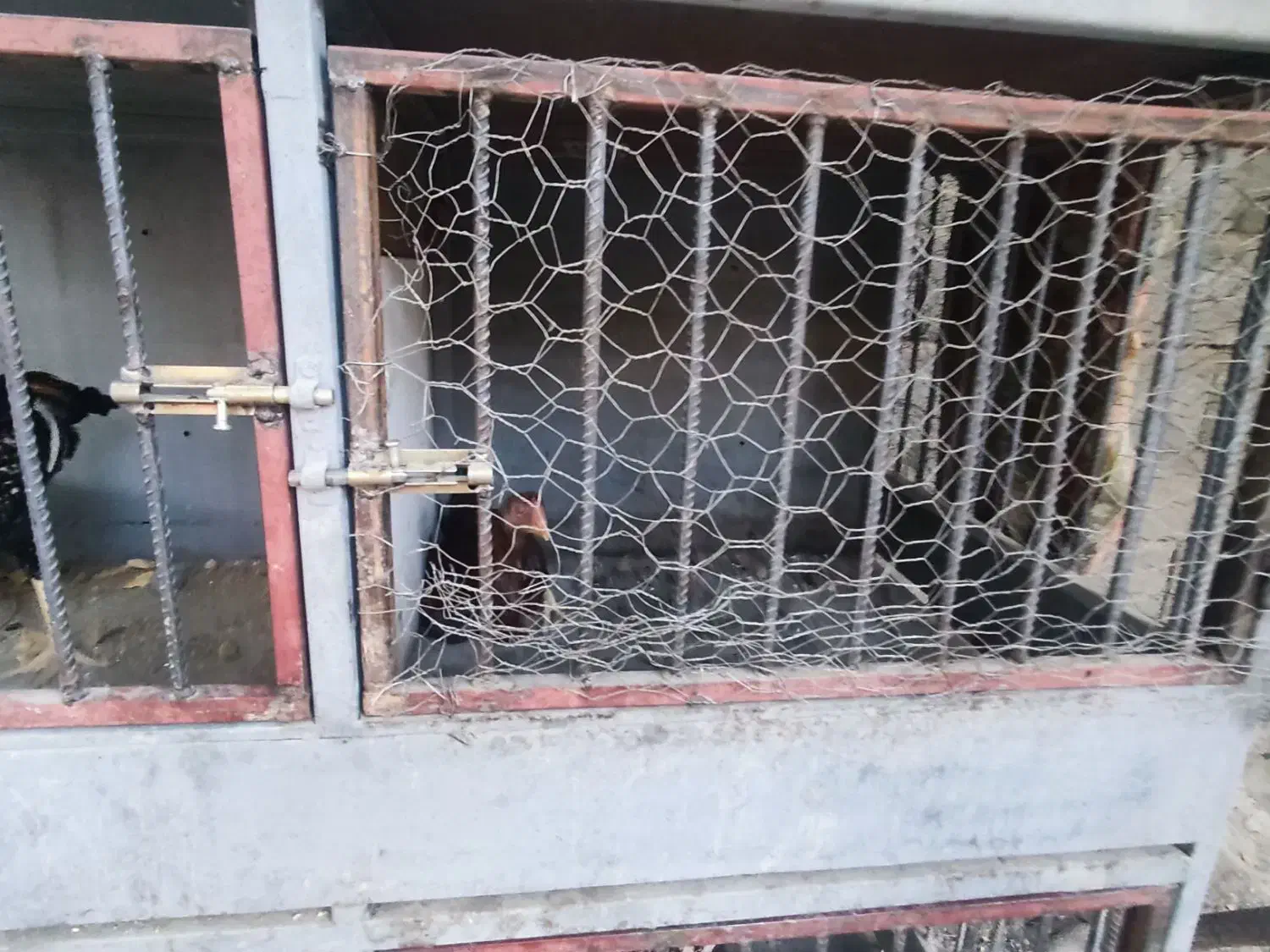 خروس،مرغ و جوجه لاری با قفس|پرنده|رامجین, |دیوار