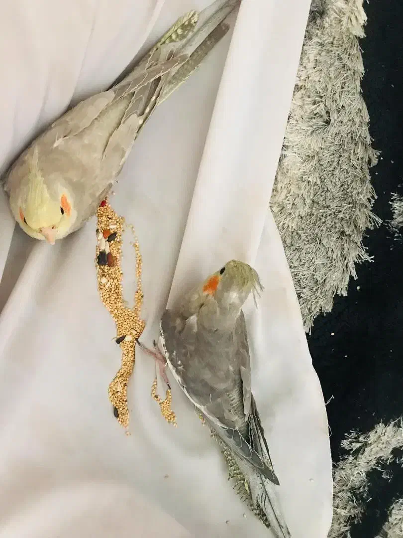 عروس هلندی نر و ماده|پرنده|رشت, گلسار|دیوار