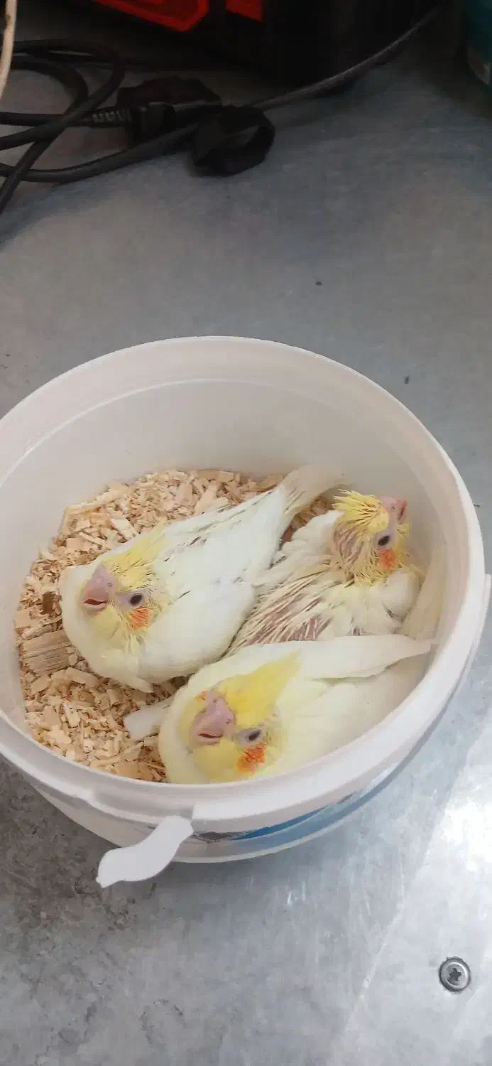 عروس هلندی|پرنده|شاهین‌شهر, شهرک گلدیس|دیوار