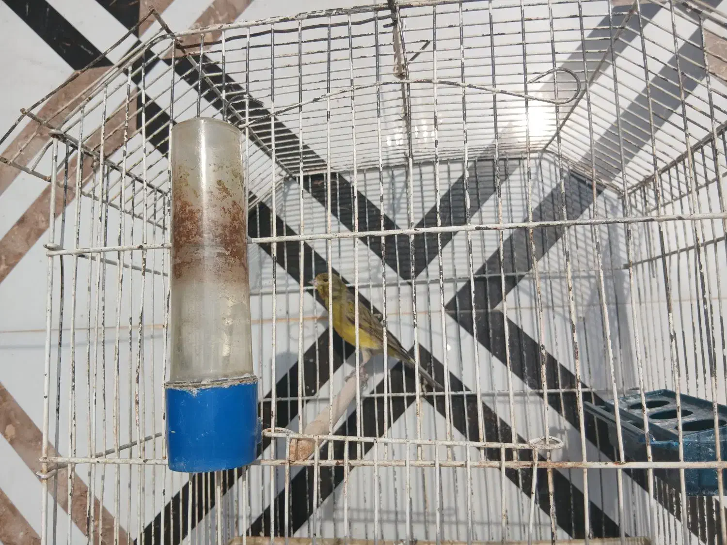 فروش قناری نر. و مرغ عشق جفت با جوجه.|پرنده|فسا, |دیوار