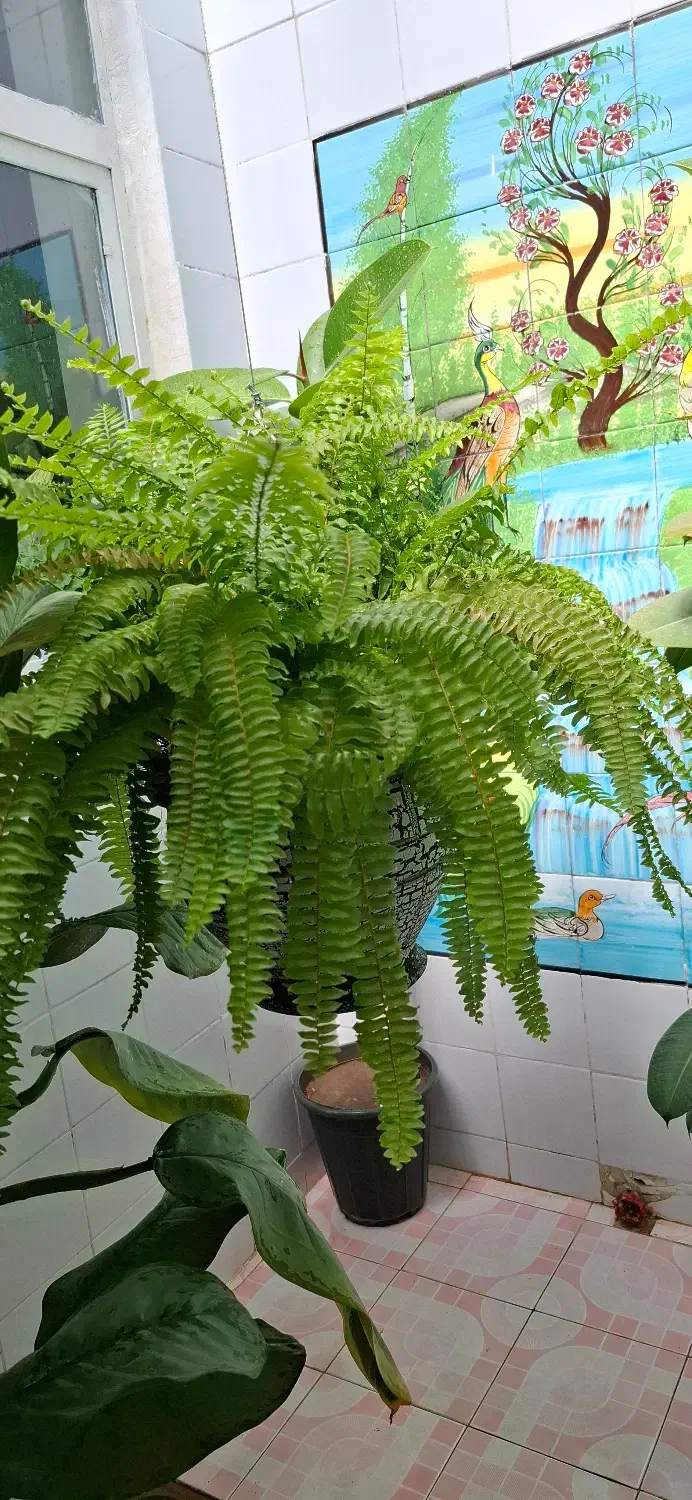 گل بزرگ جهت  هدیه و زیبایی دفتر کار و منزل|گل و گیاه طبیعی|فیروزآباد (فارس), |دیوار