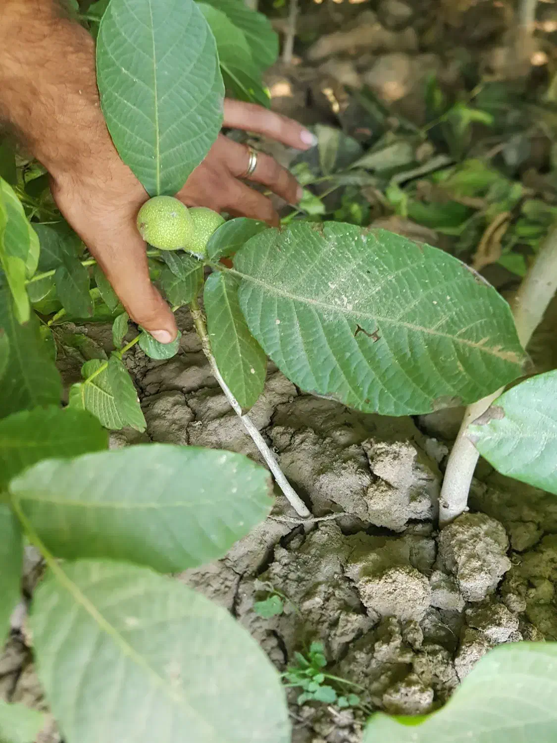 نهال|عمده‌فروشی|میاندوآب, |دیوار