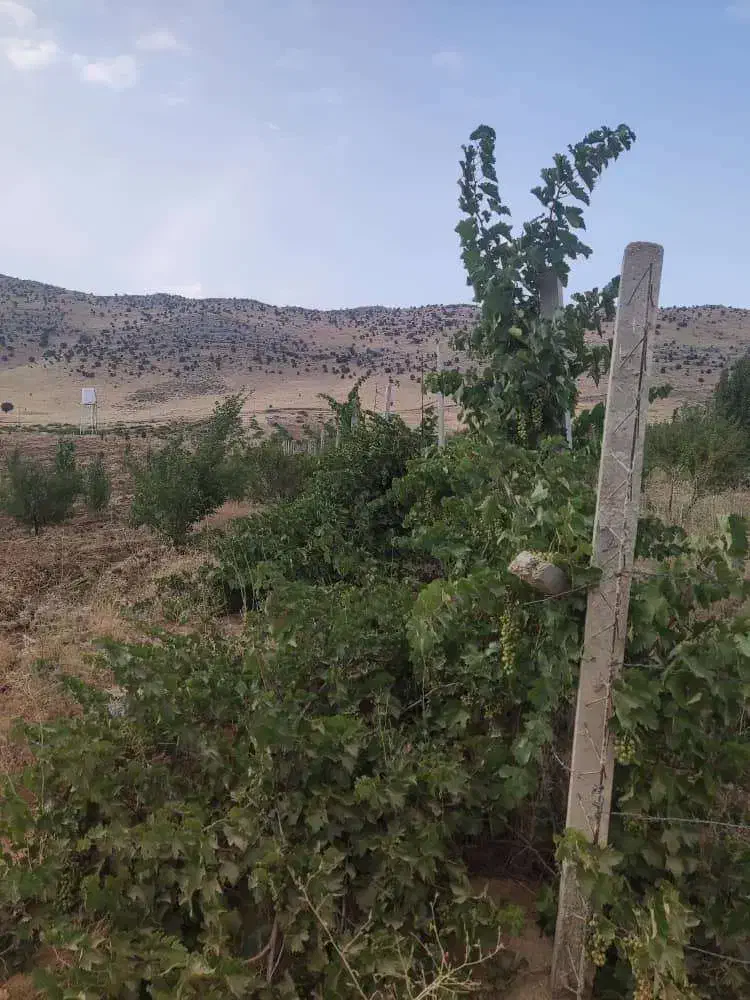 فروش باغ ثمری ربع ساعتی سپیدان|فروش زمین و ملک کلنگی|سپیدان, |دیوار