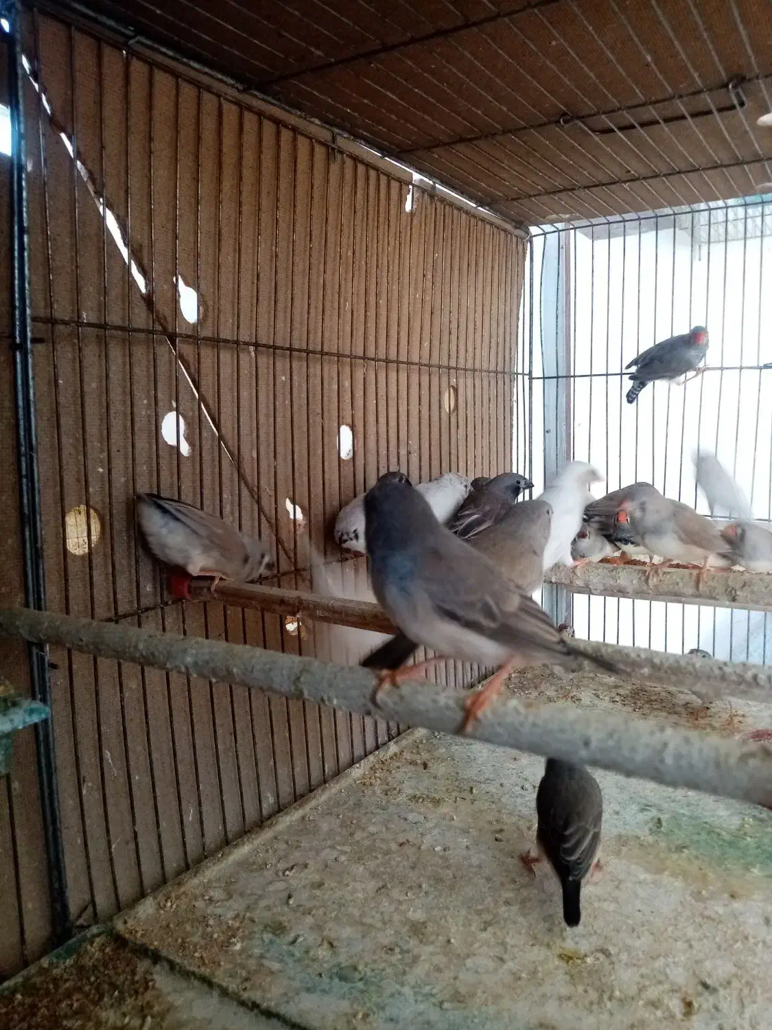 فزوش 20 عدد فنچ معمولی|پرنده|اردکان, |دیوار