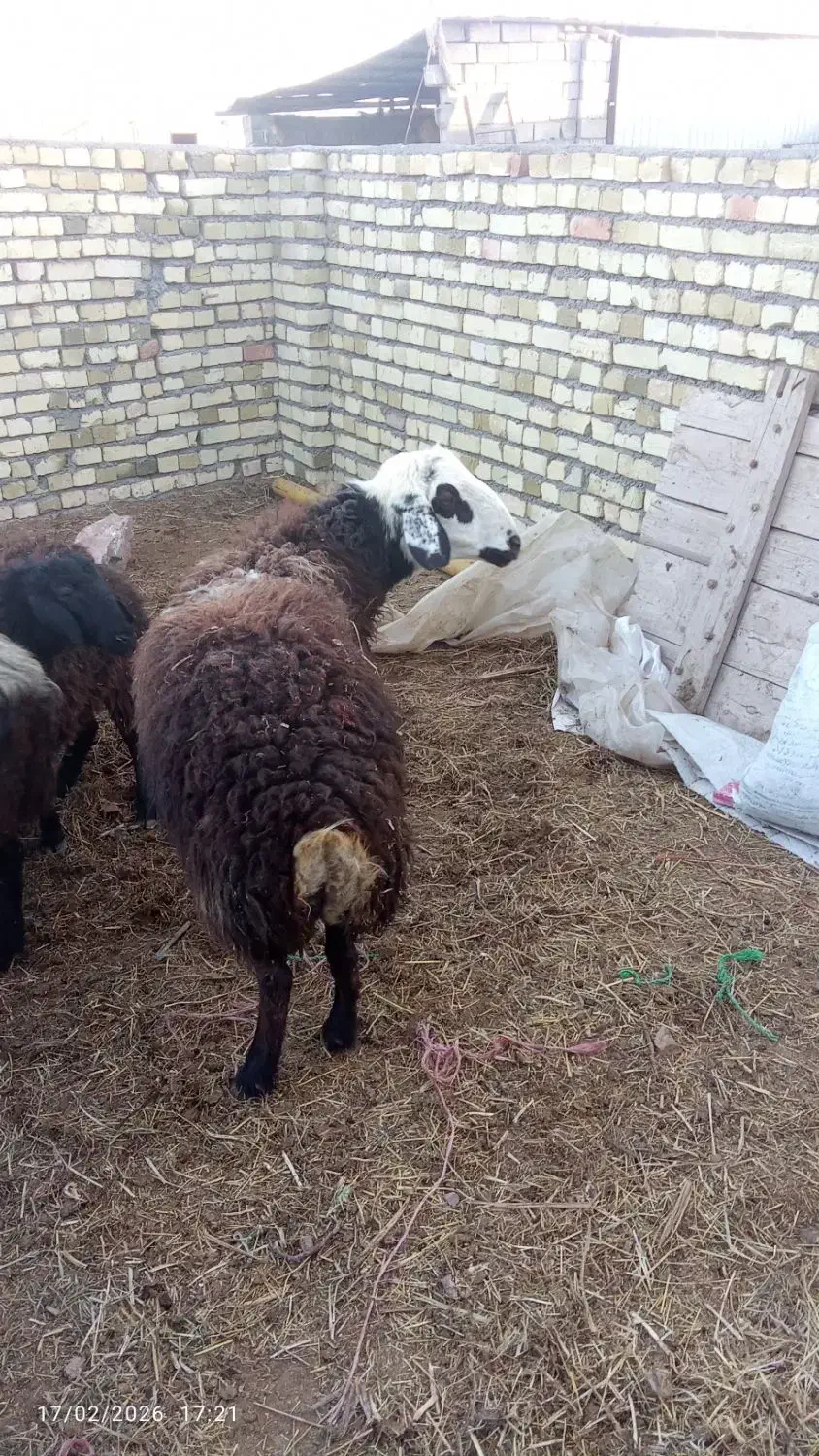 کوچ|حیوانات مزرعه|بوئین زهرا, |دیوار