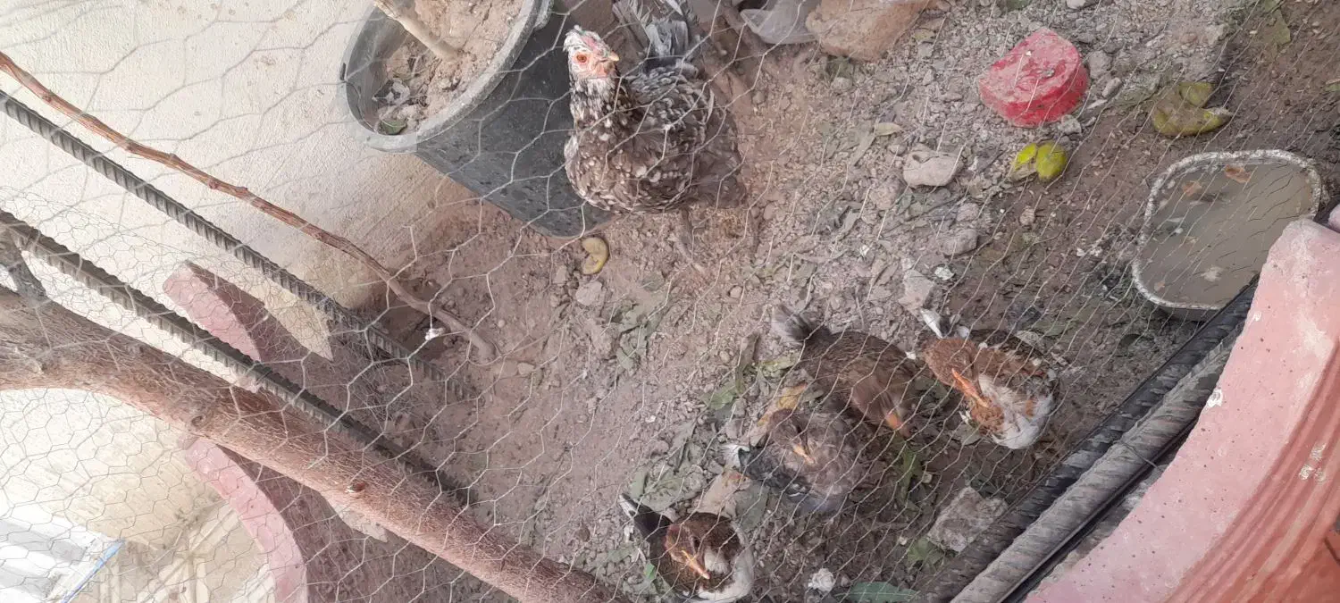 مرغ گلین|حیوانات مزرعه|قرچک, داوود آباد|دیوار