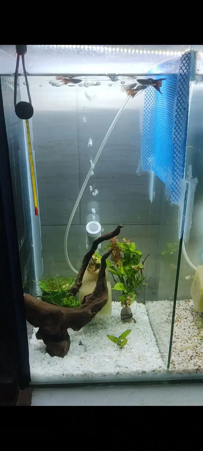 ماهی|ماهی|ساوه, |دیوار