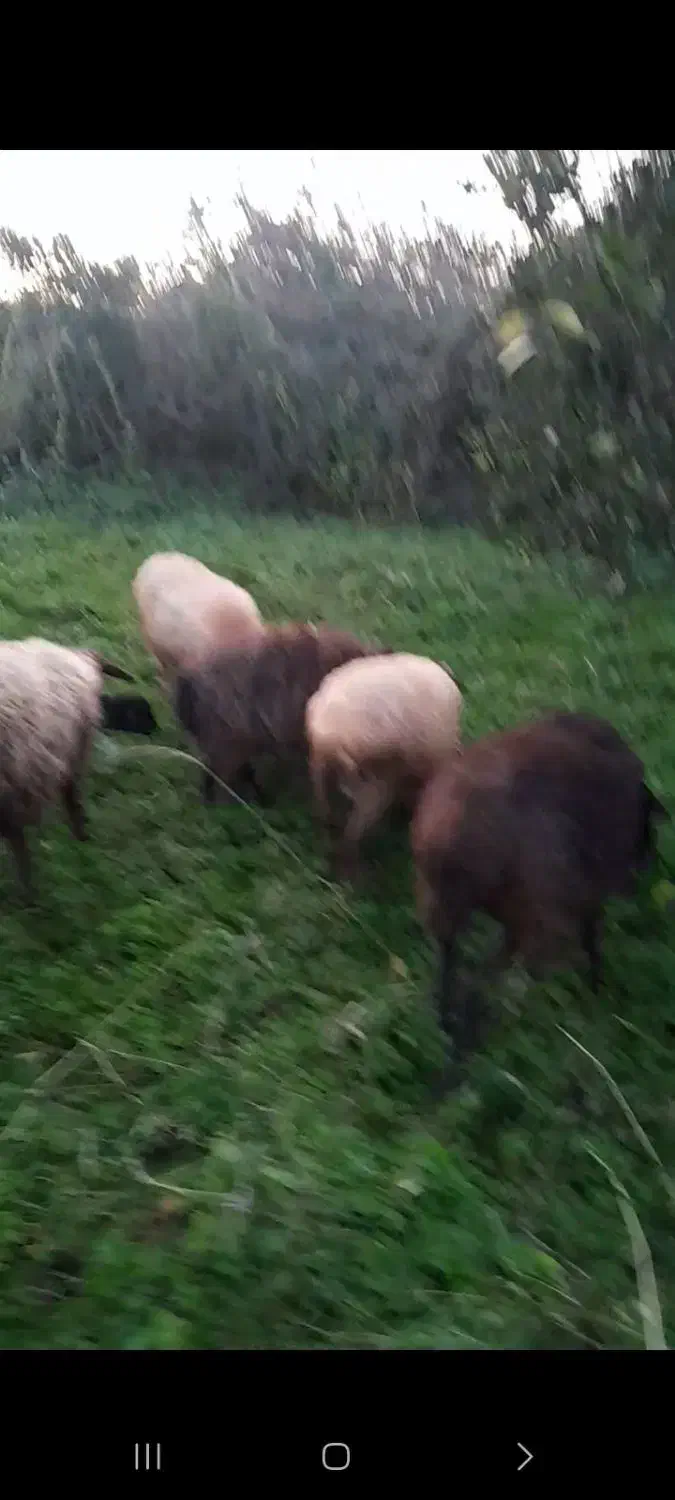 ۷ گوسفند آبستن. ۲ تا بز با بزغاله۲۵ کیلوی|حیوانات مزرعه|آمل, |دیوار