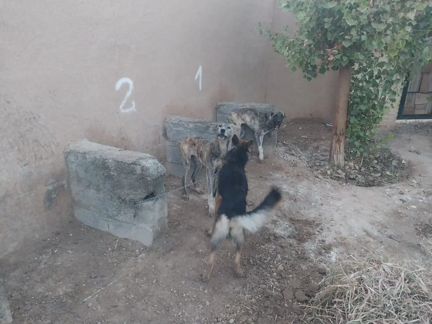 فروش فوری  دو قلاده خراسانی|سگ|بسطام, |دیوار