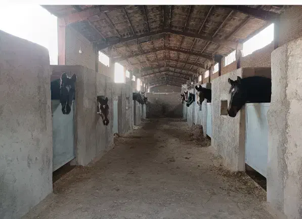 پانسیون و نگهاری اسب پرورش اسب|اسب و تجهیزات اسبسواری|تهران, والفجر (افسریه)|دیوار