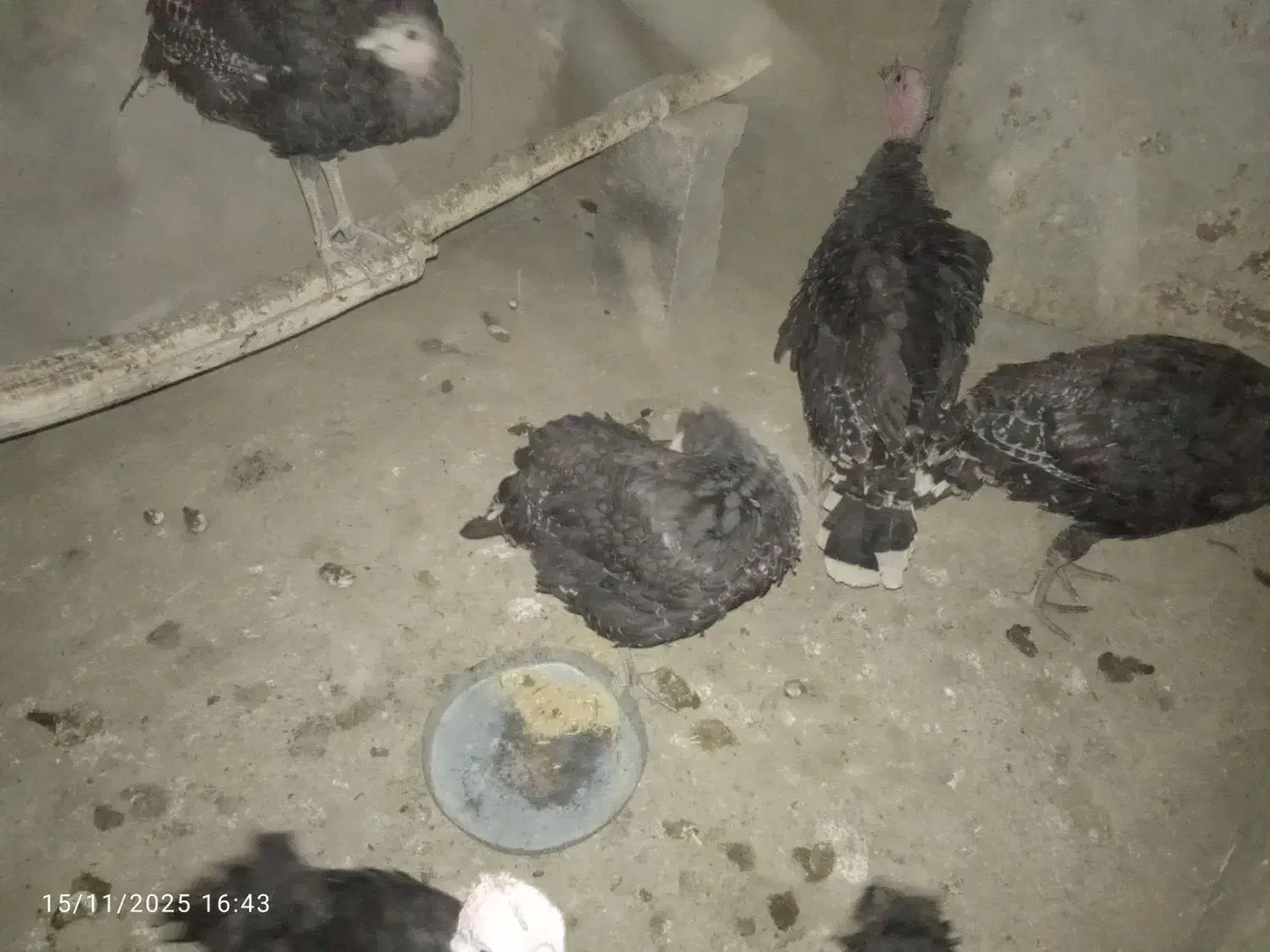 جوجه بوقلمون|حیوانات مزرعه|گلمکان, |دیوار