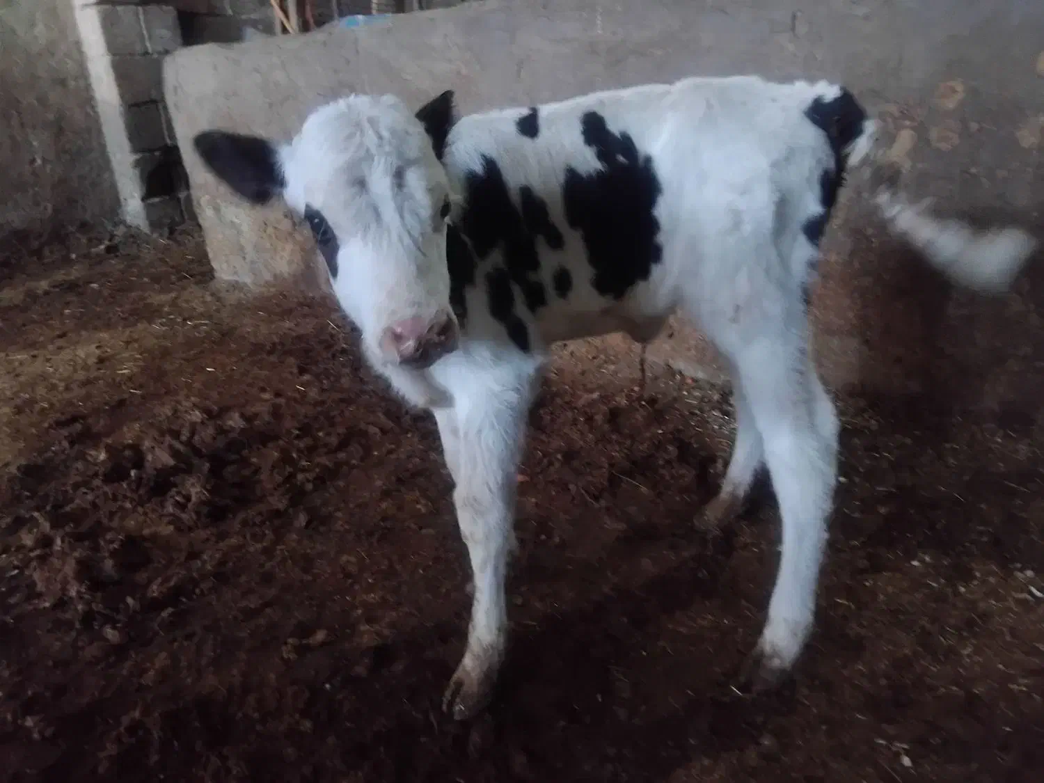 گوساله شیری سمینار درجه یک|حیوانات مزرعه|شازند, |دیوار
