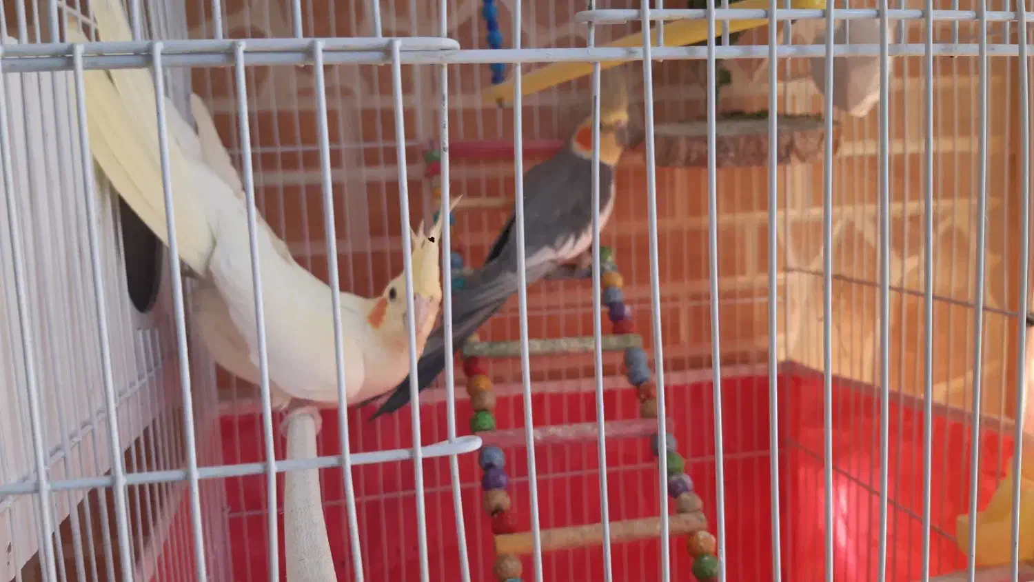 فروش پرنده|پرنده|پیر بکران, |دیوار