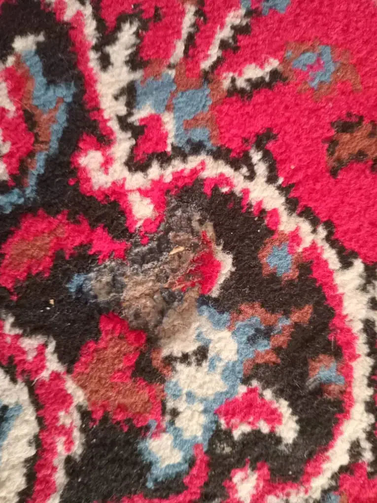 فرش|فرش|قزوین, |دیوار