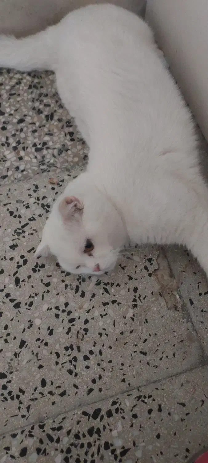 گربه پیشی|گربه|اراک, |دیوار