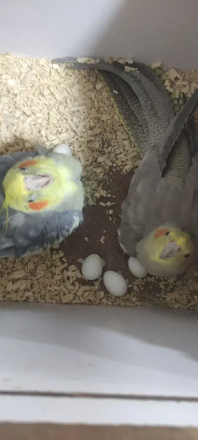 عروس هلندی نر وماده|پرنده|سقز, |دیوار