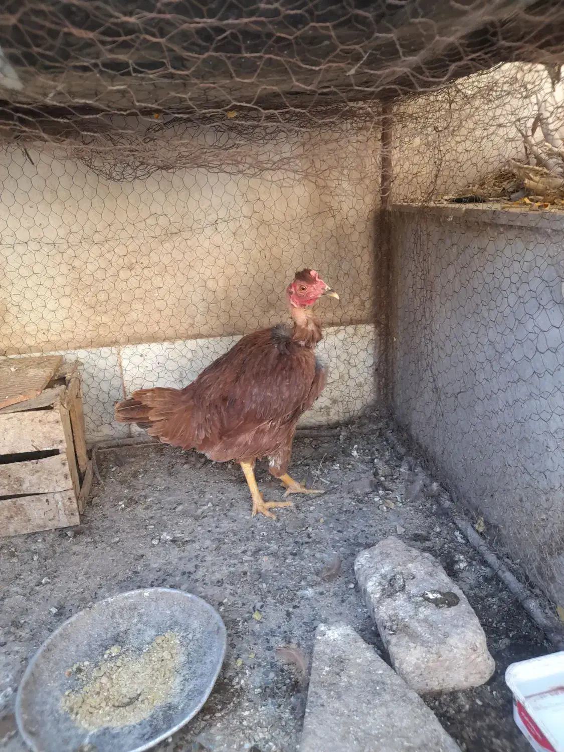 مرغ محلی گردن غاز جوان|حیوانات مزرعه|کرمان, |دیوار