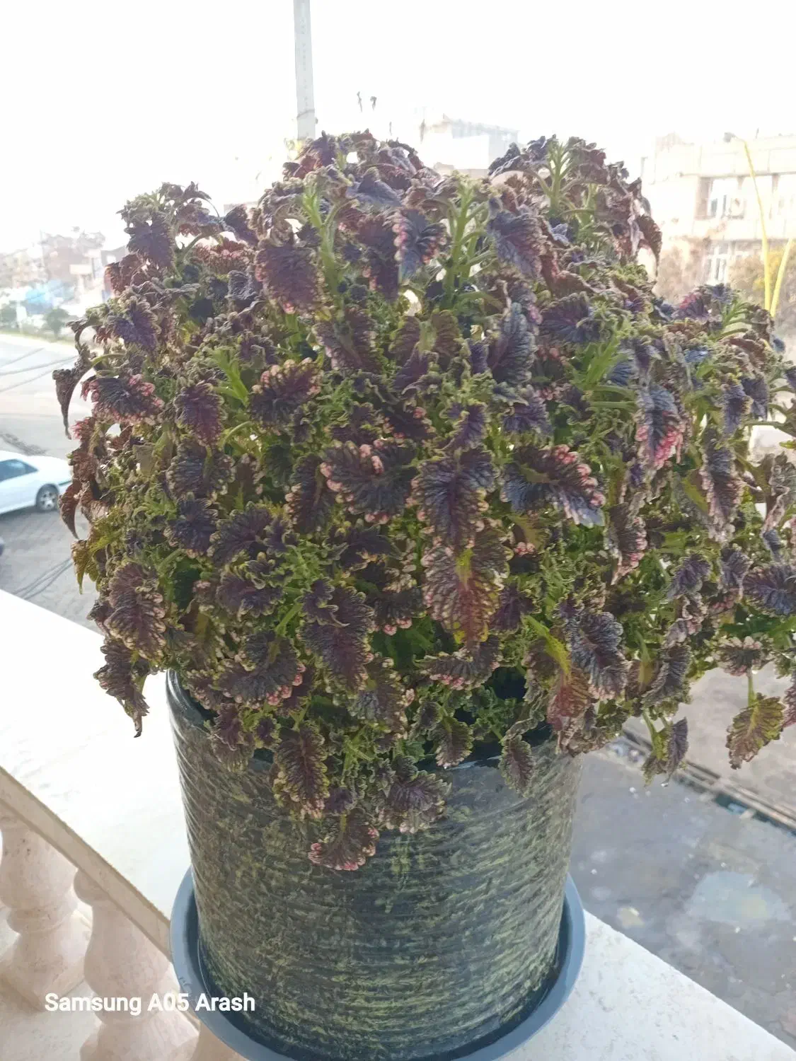 گل حسن یوسف مخمری|گل و گیاه طبیعی|پارس‌آباد, |دیوار