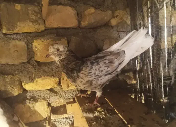 ۲ عدد کبوتر معاوضه با عروس هلندی|پرنده|شیروان (خراسان), |دیوار