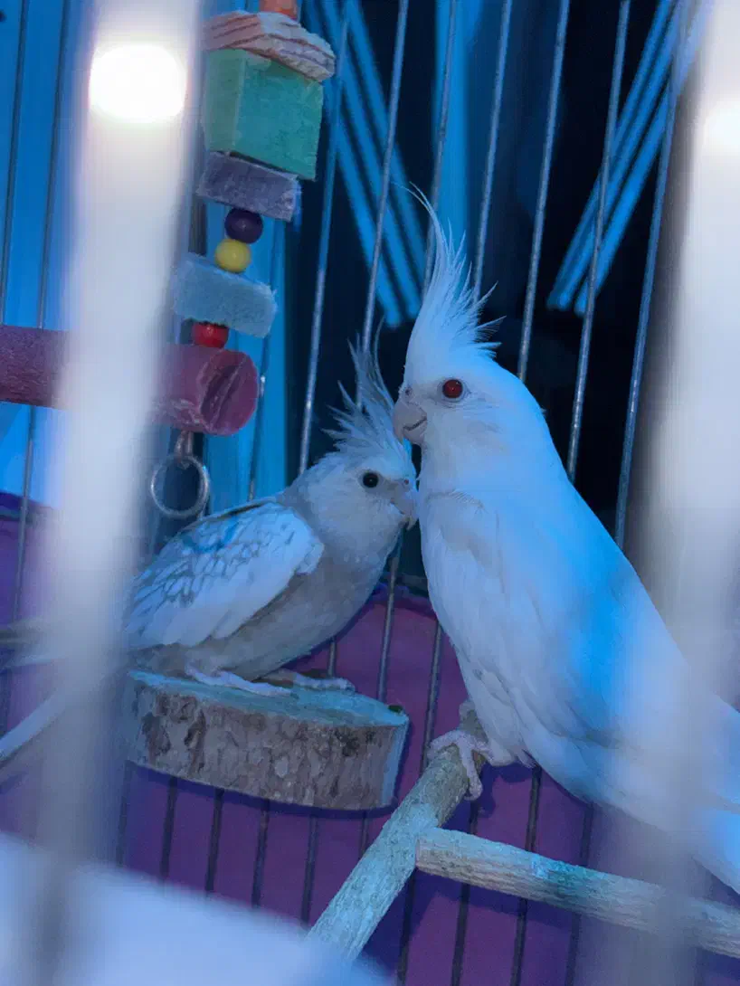 عروس هلندی جفت مولد سالم|پرنده|فردیس, شهرک ارم|دیوار