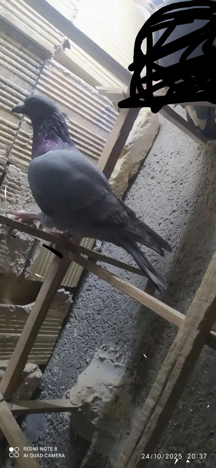 پلاکی مسافتی کدش عراقیه|پرنده|خرمدره, |دیوار