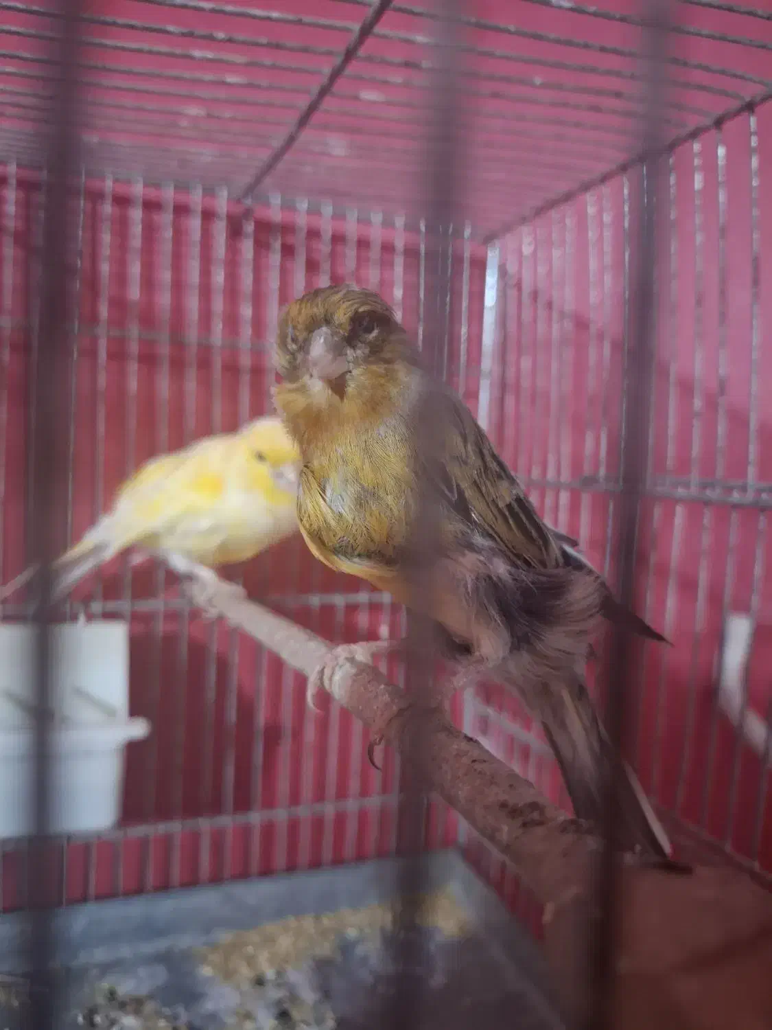 جفت قناری مولد|پرنده|بندر ماهشهر, |دیوار