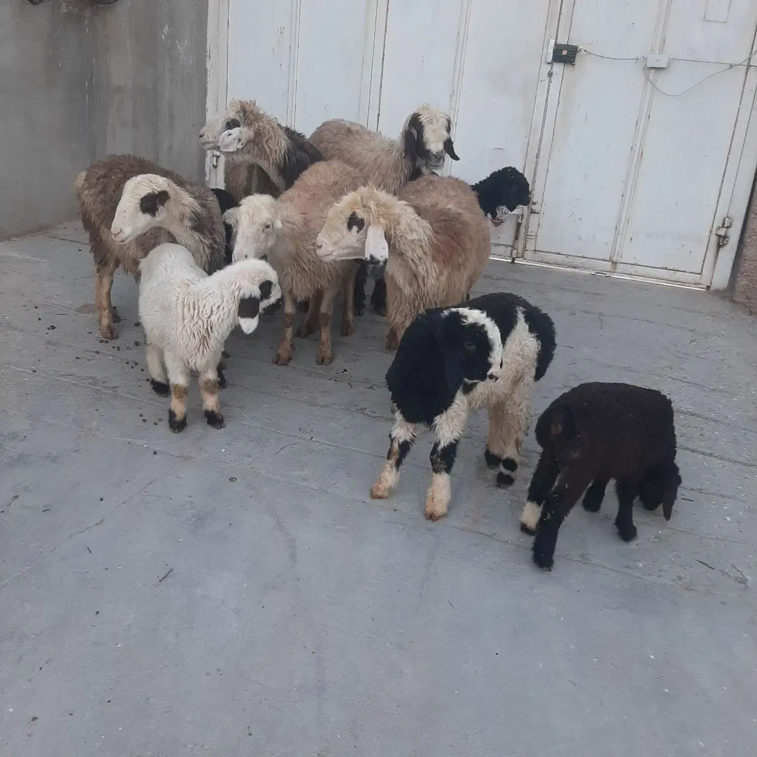 میش بره|حیوانات مزرعه|مرودشت, رامجرد یک|دیوار