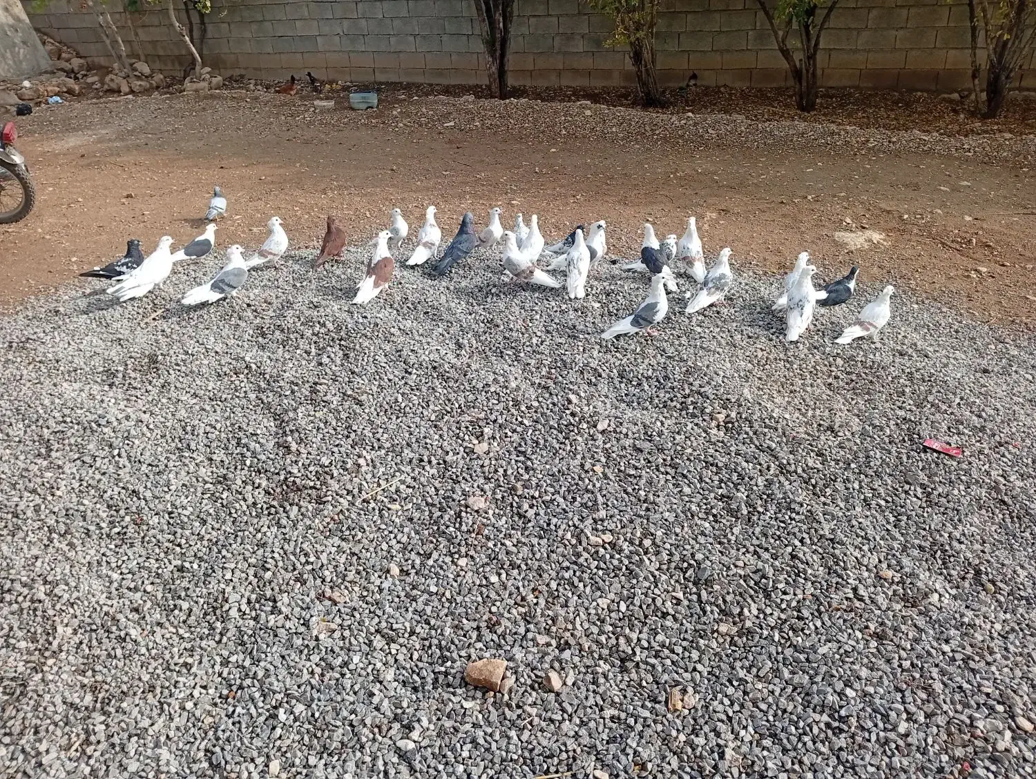 کبوتر خوب|پرنده|چگنی, |دیوار