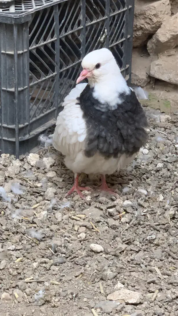 کفتر طوقی|پرنده|دهگلان, |دیوار