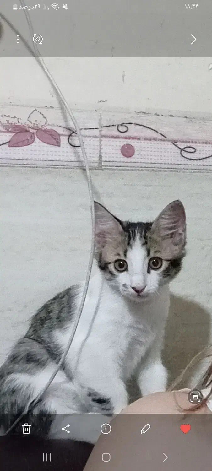 گربه نر|گربه|پاکدشت, پاکدشت (مامازند)|دیوار