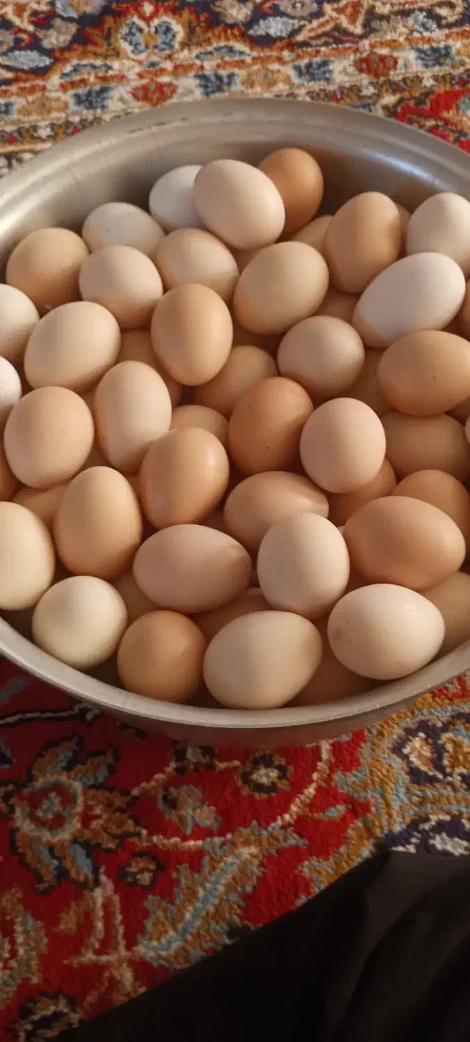 تخم مرغ محلی|خوردنی و آشامیدنی|دهلران, |دیوار