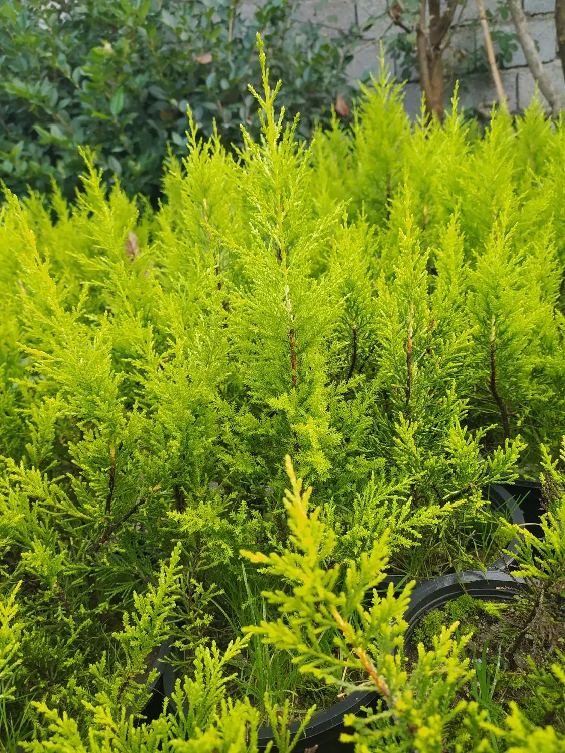 لاوسون|خدمات باغبانی و درختکاری|شیرود, |دیوار